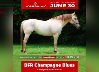 American Quarter Horse, Wałach, 11 lat, 150 cm, Szampańska