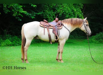 American Quarter Horse, Wałach, 11 lat, 150 cm, Szampańska