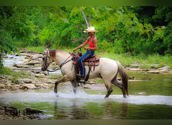 American Quarter Horse, Wałach, 11 lat, 150 cm, Szampańska