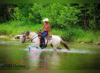 American Quarter Horse, Wałach, 11 lat, 150 cm, Szampańska
