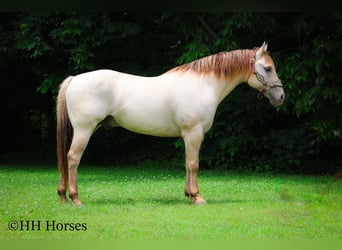 American Quarter Horse, Wałach, 11 lat, 150 cm, Szampańska