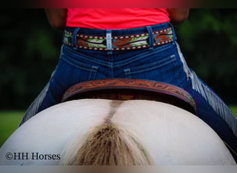 American Quarter Horse, Wałach, 11 lat, 150 cm, Szampańska