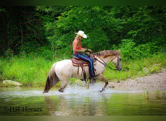 American Quarter Horse, Wałach, 11 lat, 150 cm, Szampańska