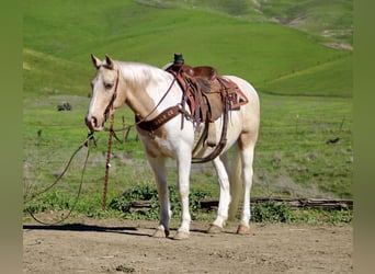 American Quarter Horse, Wałach, 11 lat, 150 cm, Tobiano wszelkich maści