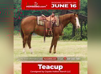 American Quarter Horse, Wałach, 11 lat, 152 cm, Cisawa