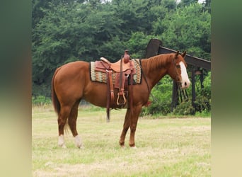 American Quarter Horse, Wałach, 11 lat, 152 cm, Cisawa