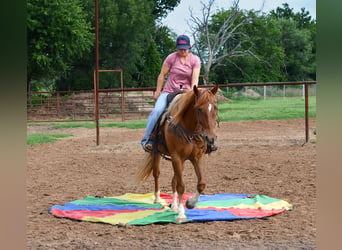 American Quarter Horse, Wałach, 11 lat, 152 cm, Cisawa
