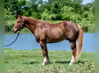 American Quarter Horse, Wałach, 11 lat, 152 cm, Cisawa