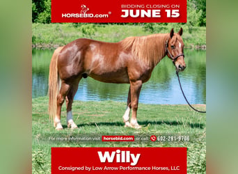 American Quarter Horse, Wałach, 11 lat, 152 cm, Cisawa