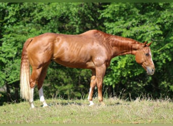 American Quarter Horse, Wałach, 11 lat, 152 cm, Cisawa