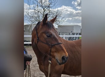 American Quarter Horse, Wałach, 11 lat, 152 cm, Gniada