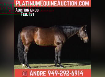 American Quarter Horse, Wałach, 11 lat, 152 cm, Gniada