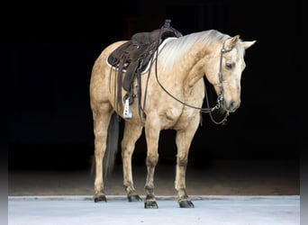 American Quarter Horse, Wałach, 11 lat, 152 cm, Izabelowata