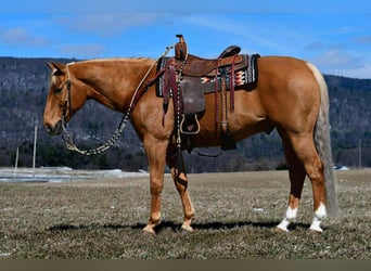 American Quarter Horse, Wałach, 11 lat, 152 cm, Izabelowata