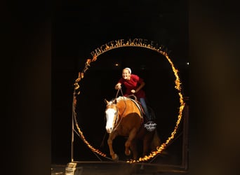 American Quarter Horse, Wałach, 11 lat, 152 cm, Izabelowata