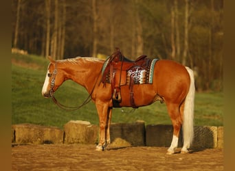 American Quarter Horse, Wałach, 11 lat, 152 cm, Izabelowata