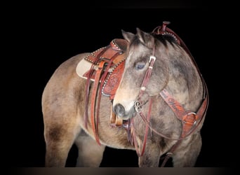 American Quarter Horse, Wałach, 11 lat, 152 cm, Jelenia