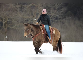 American Quarter Horse, Wałach, 11 lat, 152 cm, Jelenia
