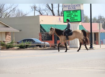 American Quarter Horse, Wałach, 11 lat, 152 cm, Jelenia