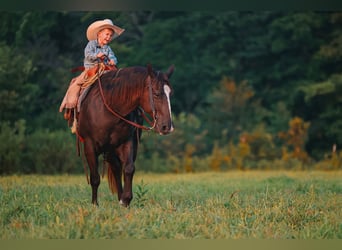American Quarter Horse, Wałach, 11 lat, 152 cm, Kara