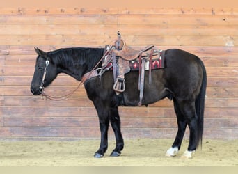 American Quarter Horse, Wałach, 11 lat, 152 cm, Kara