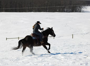 American Quarter Horse, Wałach, 11 lat, 152 cm, Kara