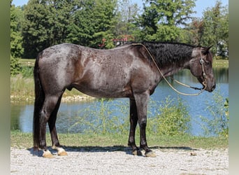 American Quarter Horse, Wałach, 11 lat, 152 cm, Karodereszowata