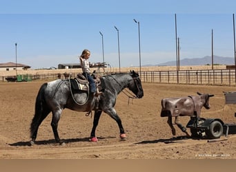 American Quarter Horse, Wałach, 11 lat, 152 cm, Karodereszowata