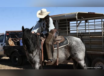 American Quarter Horse, Wałach, 11 lat, 152 cm, Karodereszowata