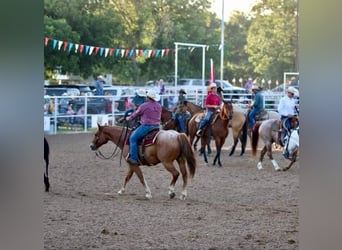 American Quarter Horse, Wałach, 11 lat, 152 cm, Kasztanowatodereszowata