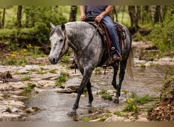 American Quarter Horse, Wałach, 11 lat, 152 cm, Siwa jabłkowita
