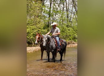 American Quarter Horse, Wałach, 11 lat, 152 cm, Siwa