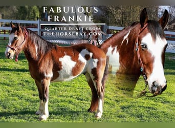 American Quarter Horse, Wałach, 11 lat, 152 cm, Tobiano wszelkich maści