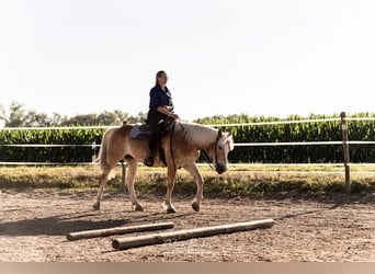 American Quarter Horse Mix, Wałach, 11 lat, 154 cm, Kasztanowata