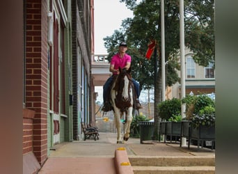 American Quarter Horse, Wałach, 11 lat, 155 cm, Ciemnokasztanowata