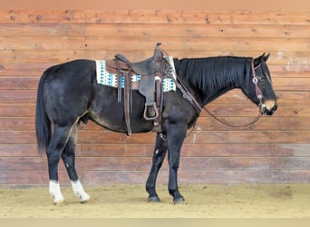 American Quarter Horse, Wałach, 11 lat, 155 cm, Gniada