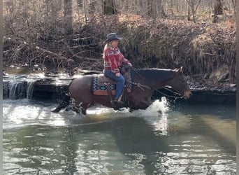 American Quarter Horse, Wałach, 11 lat, 155 cm, Gniadodereszowata