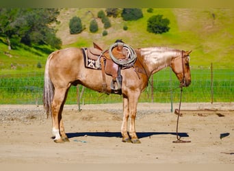 American Quarter Horse, Wałach, 11 lat, 155 cm, Izabelowata