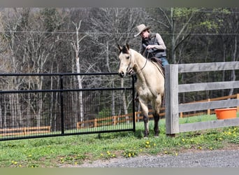 American Quarter Horse, Wałach, 11 lat, 155 cm, Jelenia