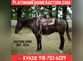 American Quarter Horse, Wałach, 11 lat, 155 cm, Kara