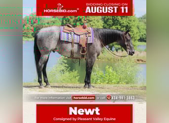 American Quarter Horse, Wałach, 11 lat, 155 cm, Karodereszowata