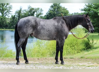 American Quarter Horse, Wałach, 11 lat, 155 cm, Karodereszowata