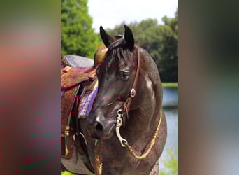 American Quarter Horse, Wałach, 11 lat, 155 cm, Karodereszowata