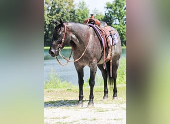 American Quarter Horse, Wałach, 11 lat, 155 cm, Karodereszowata