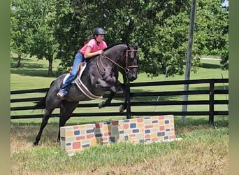 American Quarter Horse, Wałach, 11 lat, 155 cm, Karodereszowata