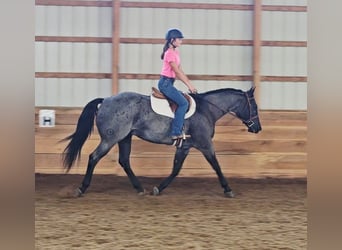 American Quarter Horse, Wałach, 11 lat, 155 cm, Karodereszowata