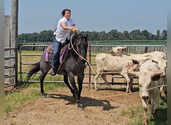 American Quarter Horse, Wałach, 11 lat, 155 cm, Karodereszowata