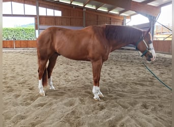 American Quarter Horse, Wałach, 11 lat, 155 cm, Overo wszelkich maści