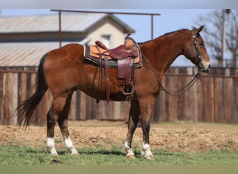 American Quarter Horse, Wałach, 11 lat, 157 cm, Gniada