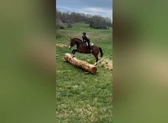 American Quarter Horse, Wałach, 11 lat, 157 cm, Gniada